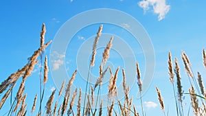 Reed in meadow sways. Beachgrass blowing in fall landscape. Grass blowing on autumn field. Low angle view.