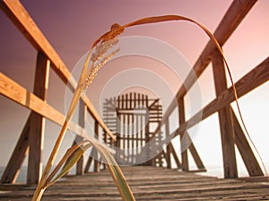 Reed on Mississippi Pier