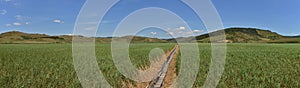 The Reed natural reserve at Sic, Romania.