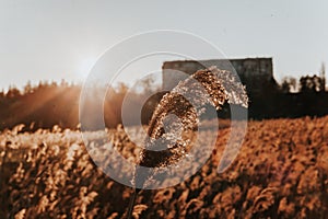 A reed near a lake with a sunset