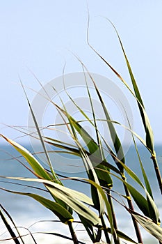 Reed by the Ocean