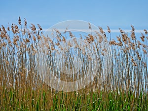 Reed on Ohrid Lake, Macedonia