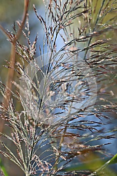 A reed panicle, covered with dew, in the rays of the morning sun.