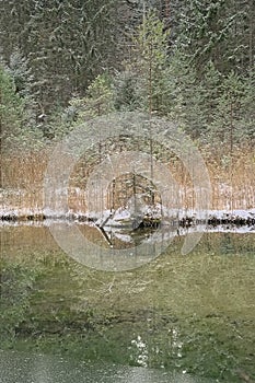 Reed and pine trees on the shore of a frozen bog, , reflecting in the water  in an Estonian winter forest