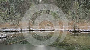 Reed and pine trees on the shore of a frozen bog , reflecting in the water  in an Estonian winter forest