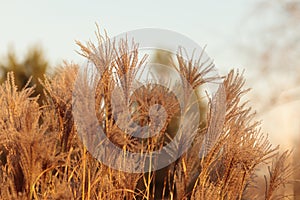Reed plant. Natural Pampas grass autumn background