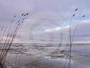 Reed plant near lake