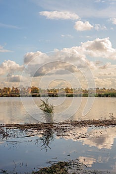 Reed plant reflected in the mirror-smooth water surface