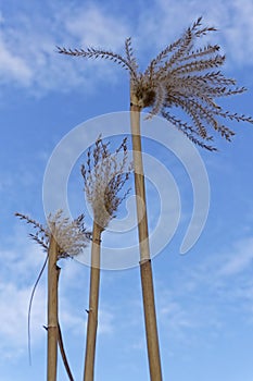 Reed plant on a sunny day with blue sky