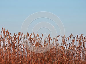 Reed plants