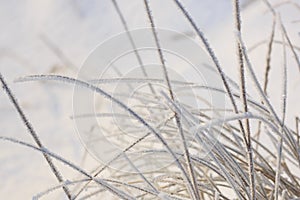 Reed plants covered with hoarfrost