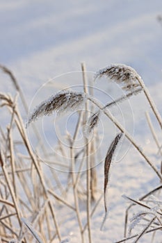 Reed plants covered with hoarfrost