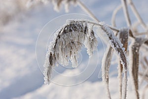 Reed plants covered with hoarfrost