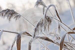 Reed plants covered with hoarfrost
