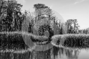 Reed plants and cypress trees in the swamp wetlands near New Orleans in the Louisiana Bayou in black and white