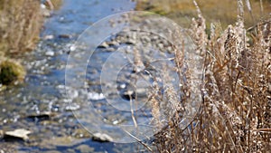 Reed plants with dry flowers grow on bank of mountain river