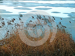 Reed plants on the frozen lake