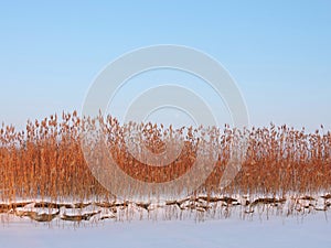 Reed plants near river in winter, Lithuania