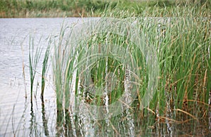 Reed plants in open water of the lake