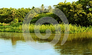 Reed plants and river