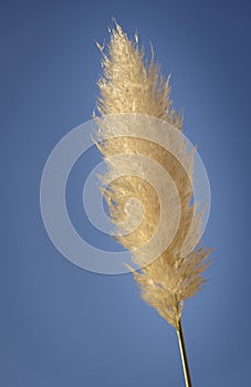 Reed plume against blue sky background