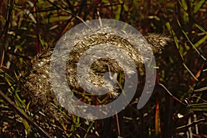 Reed plume, selective focus