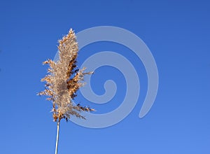 Reed plume in the spring sum