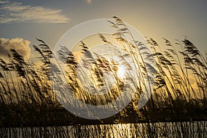 Reed plumes along the waterside are silhouetted against the sunny sky