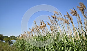 Reed plumes standing out against blue sky