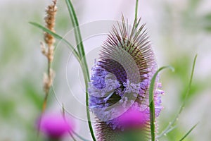 Reed with purple flower bloom