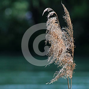 Reed at a River Shore