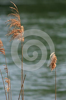 Reed at a River Shore