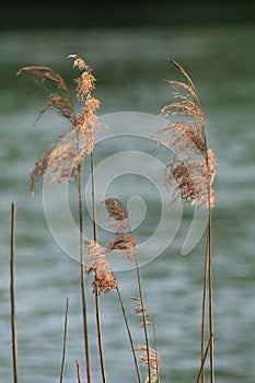 Reed at a River Shore