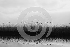 Reed Rottemeren black and white