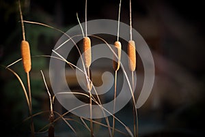 Reed scenery on lake