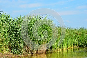 Reed (Scirpus gen.) spinney in river