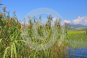 Reed (Scirpus gen.) spinney in river