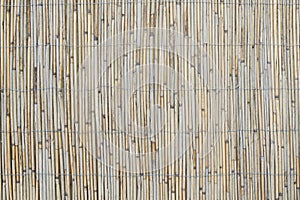 reed screen or bamboo garden fence background