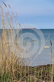 Reed at sea coast and ship afar