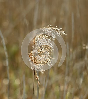 Reed Seedhead