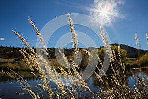 Reed on the shore of a lake