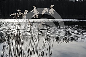 Reed on the shore of the lake