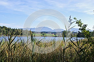 Reed at the shore of a lake