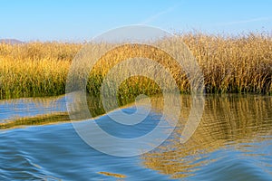 Reed on the shores of Lake Titicaca, Peru