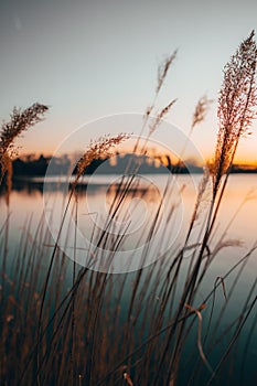 Reed silhouette portrait at lake during sunset