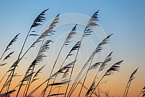 Reed silhouetted against orange sky color gradient at sunset