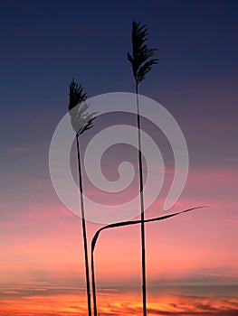 Reed silhouettes