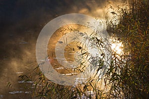 Reed in silhouettes at the beach and morning mists