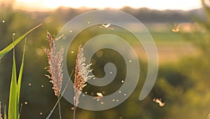 Reed with some lacewings flying around in the evening sun