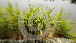 reed with sparkling sun on water